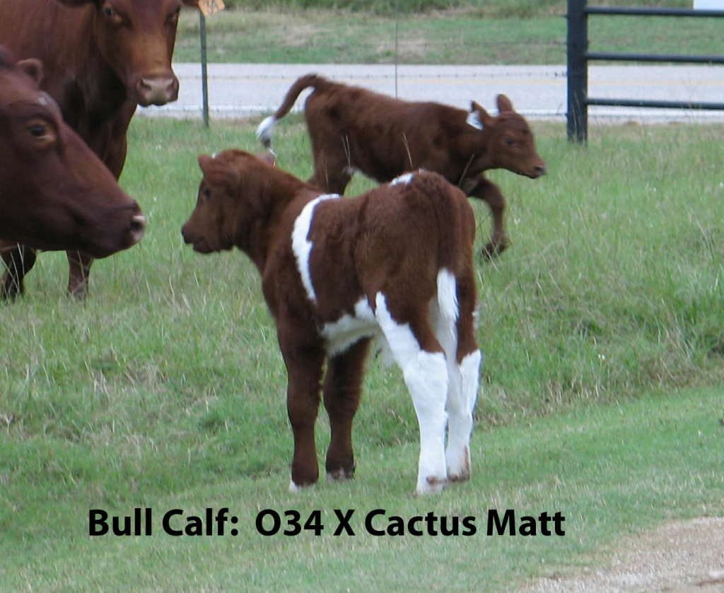 Shorthorn Cattle